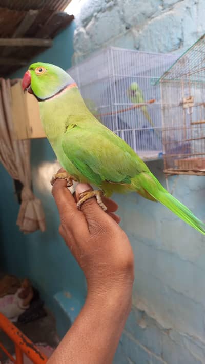 Ring neck with cage
