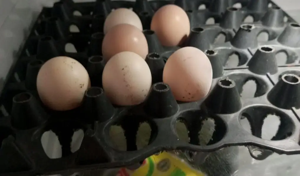 Aseel fresh eggs O3OO-4833-892