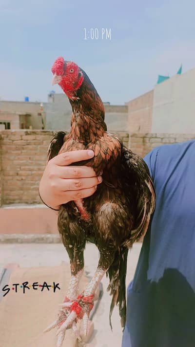homebreed pure mianwali  03145489284