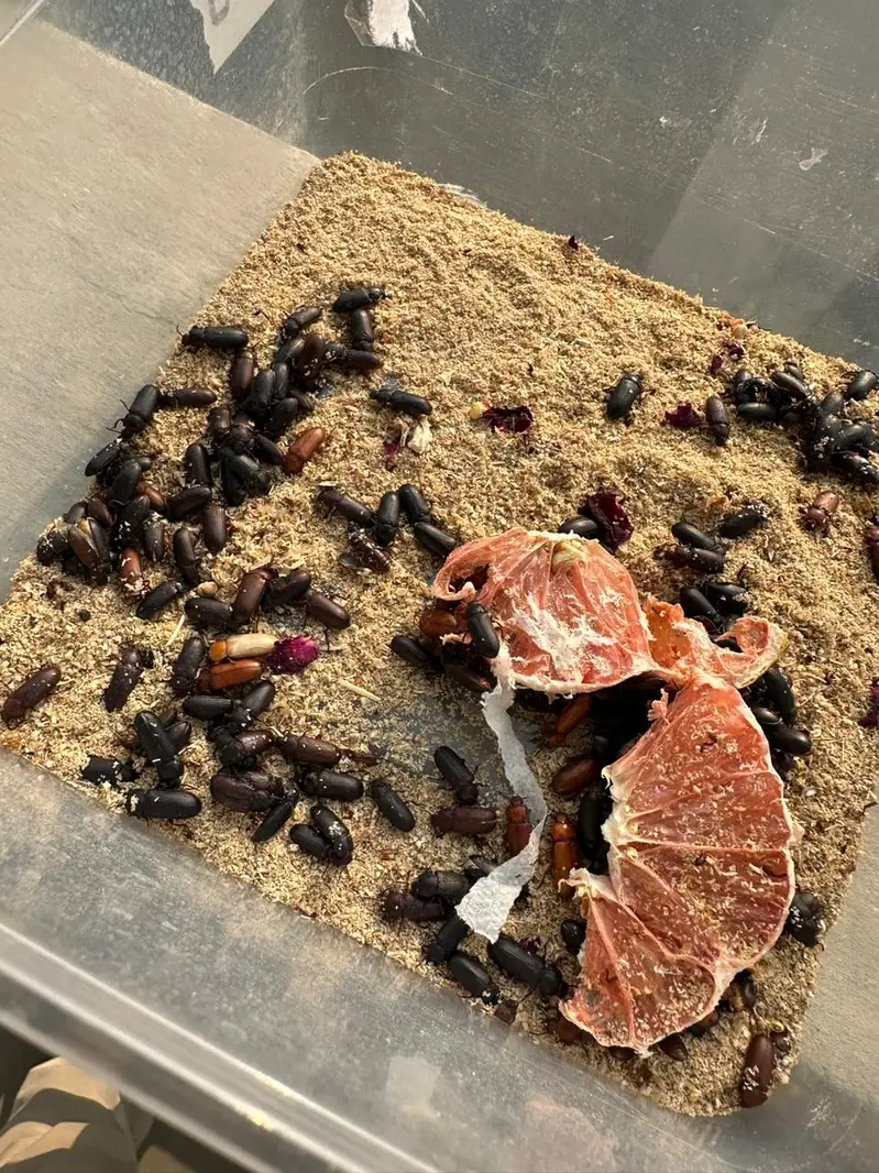 Meal Worms | birds food for sale — photo 3