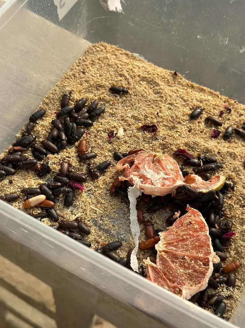 Meal Worms | birds food for sale — photo 4
