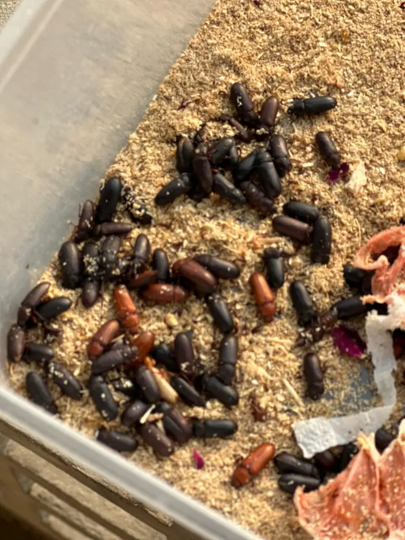 Meal Worms | birds food for sale — photo 7