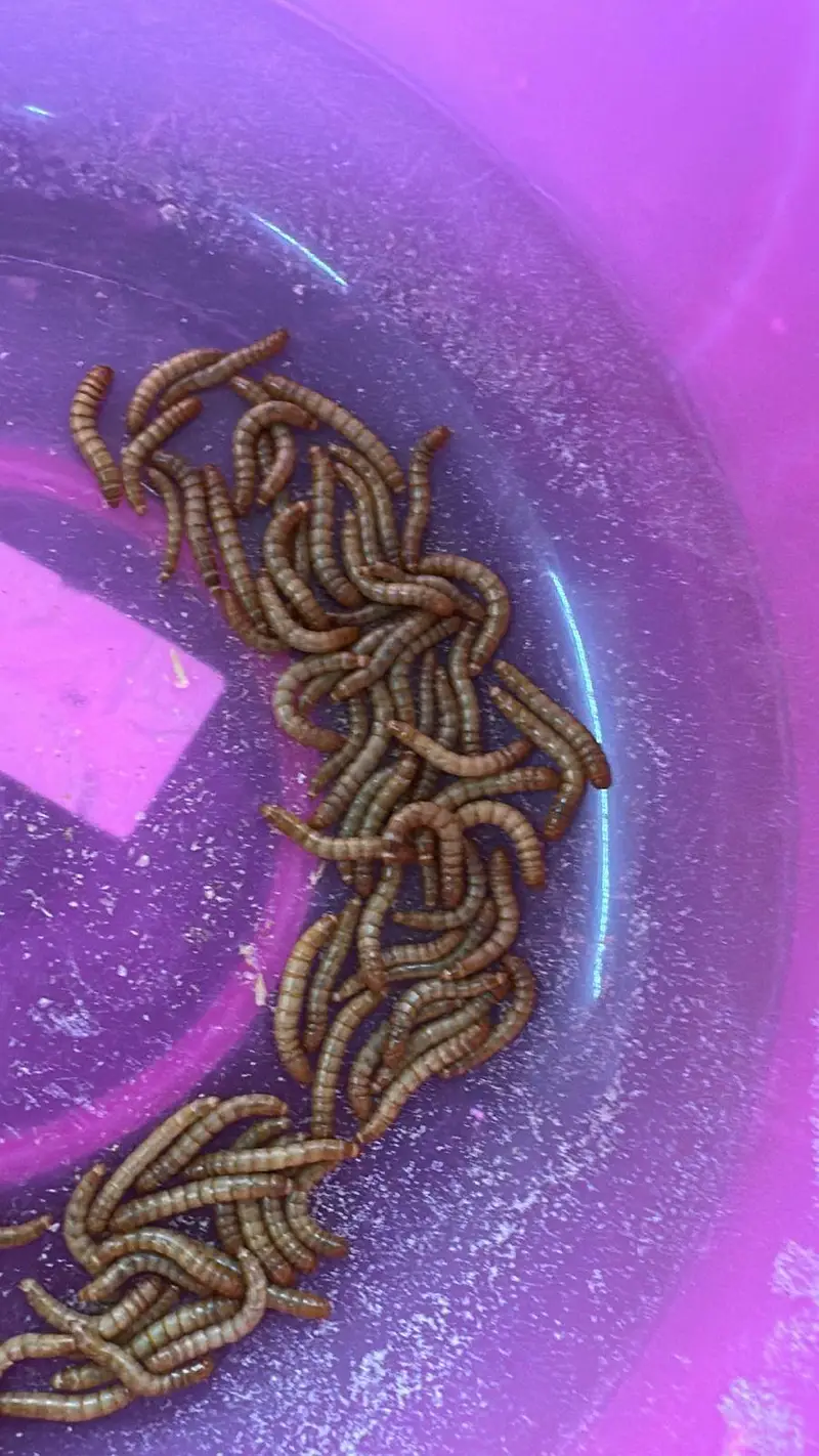 Meal Worms | birds food for sale — photo 8