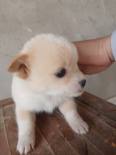 Pomeranian male and female