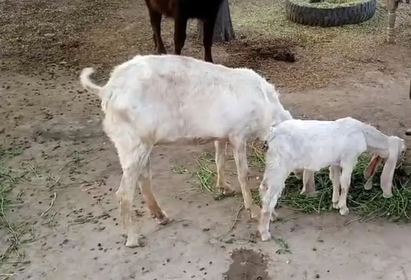 goat for sale with 1 kid