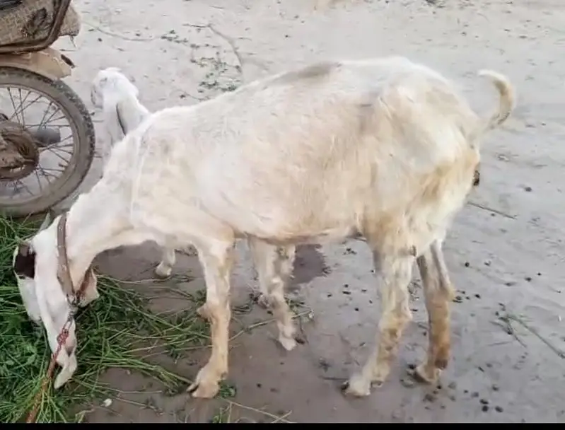 goat for sale with 1 kid — photo 2