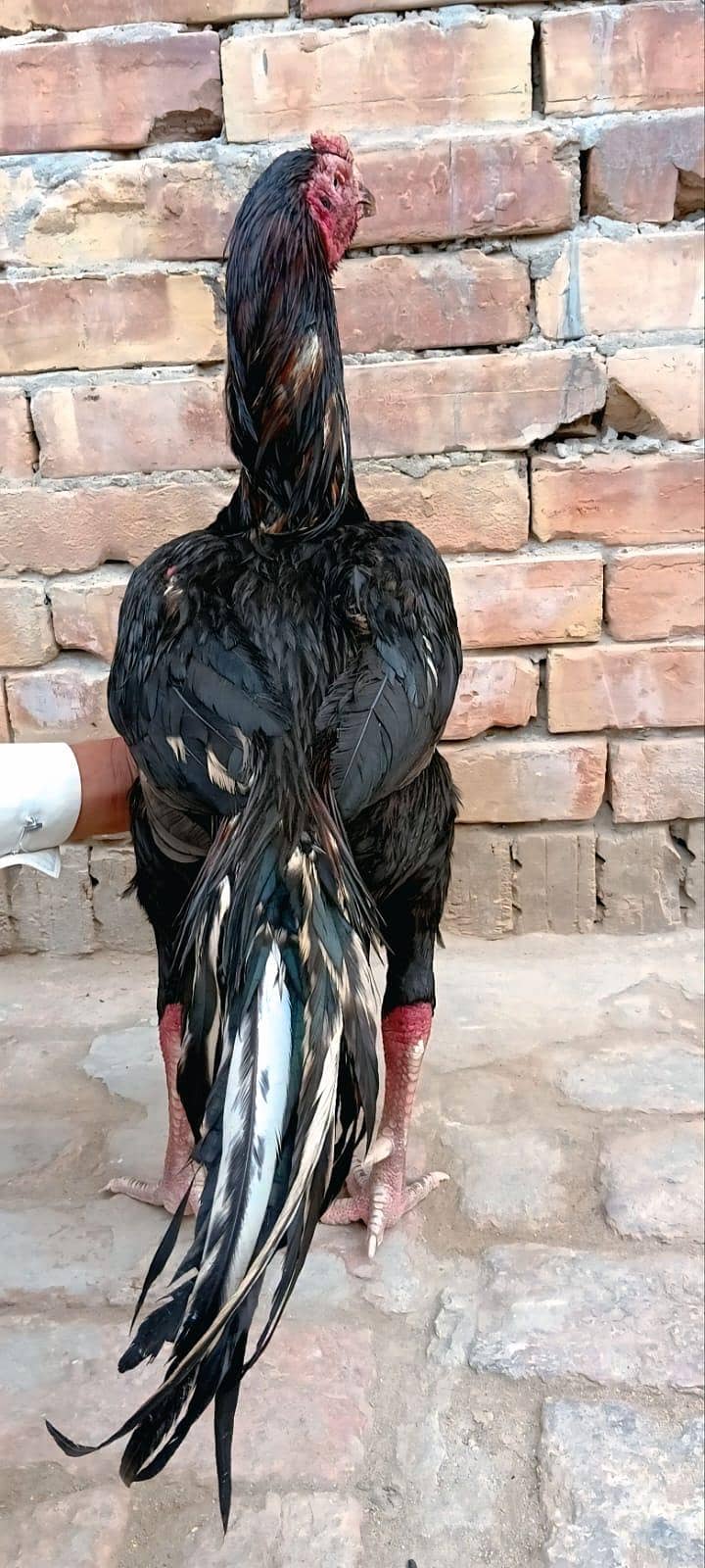 pakpattan 1