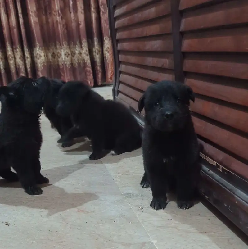 German Shepherd female puppy | Long Coat puppies | Dog For Sale | GSD — photo 3