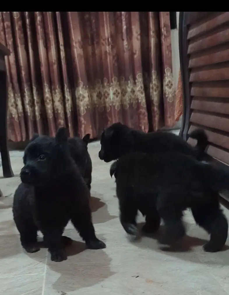 German Shepherd female puppy | Long Coat puppies | Dog For Sale | GSD — photo 4