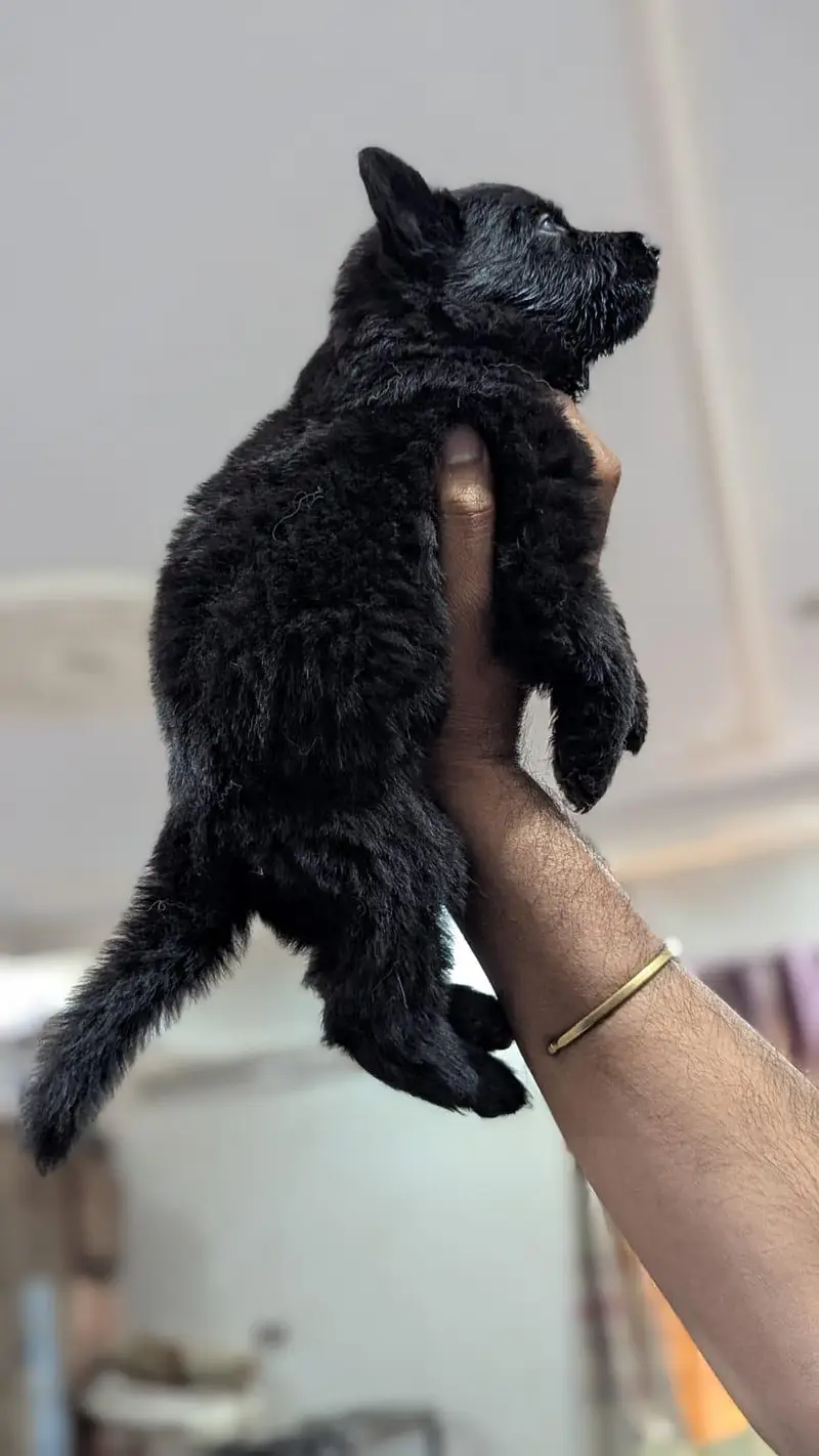 German Shepherd female puppy | Long Coat puppies | Dog For Sale | GSD — photo 5