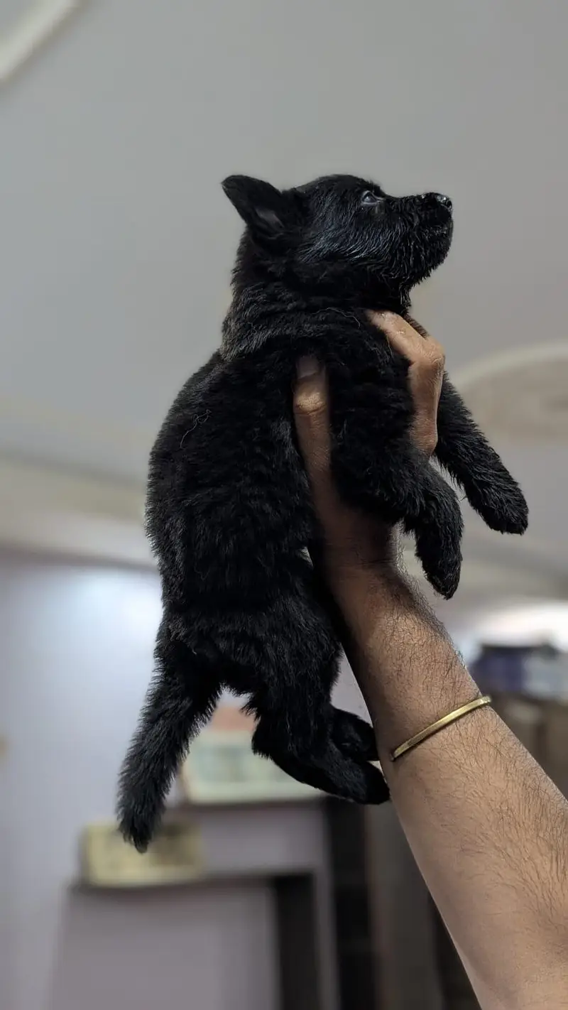 German Shepherd female puppy | Long Coat puppies | Dog For Sale | GSD — photo 6