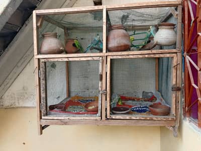 budgie 5 pair and 4 children with eggs and cage matki