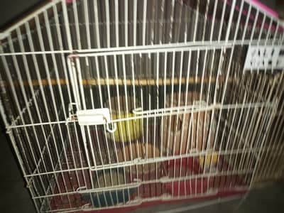 cages for parrots