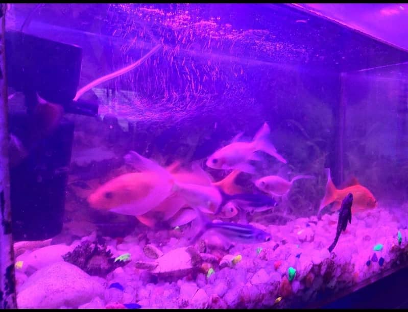 Complete Full Fish Setup with Aquarium - Aquariums - 1113431711