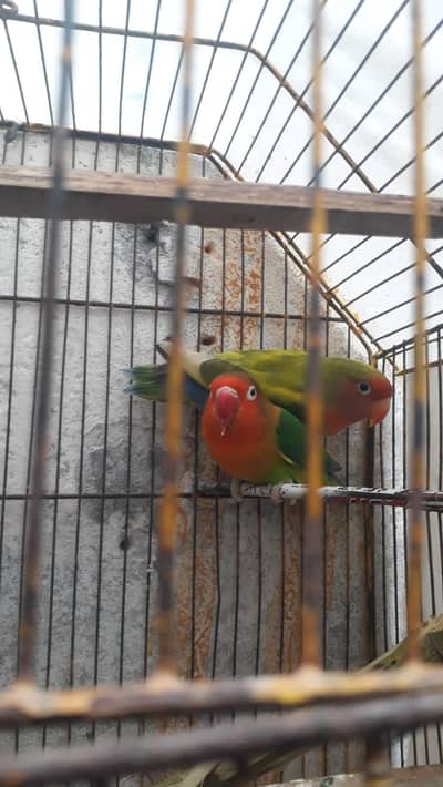 love birds