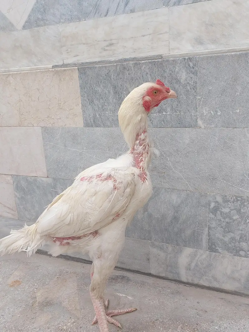 home breed — photo 2