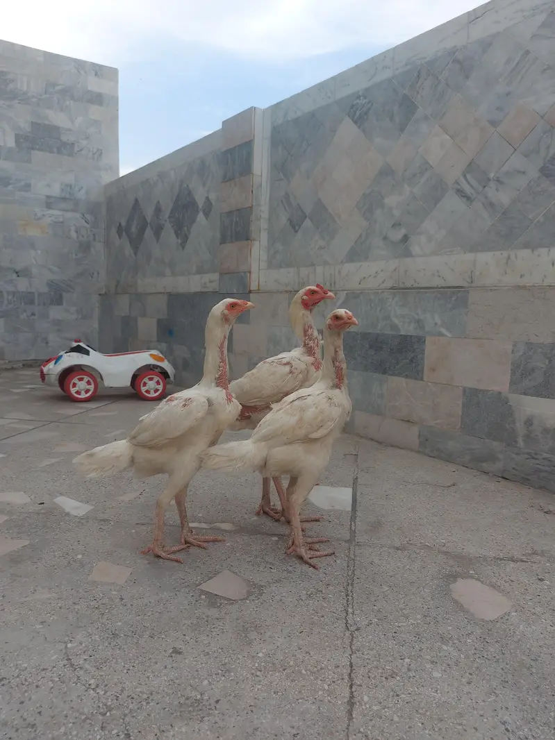 home breed — photo 3