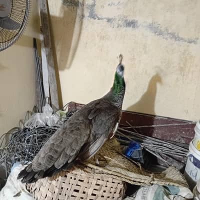 peacock blue shoulder female