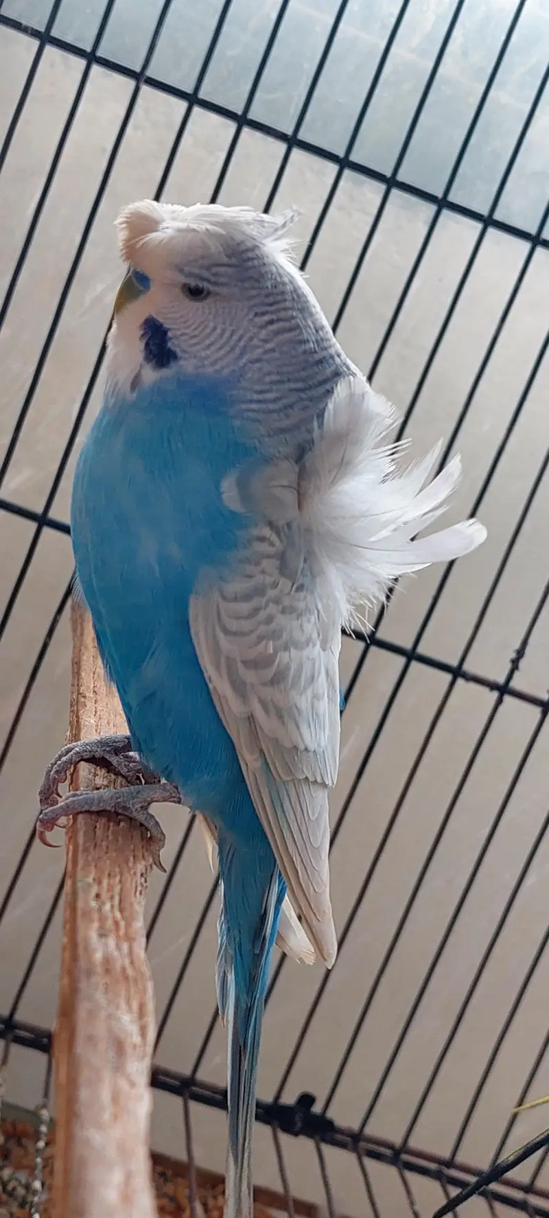 Roza burqi/pineapple male/cocktail/Hogo pairs/hgh red conure — photo 6
