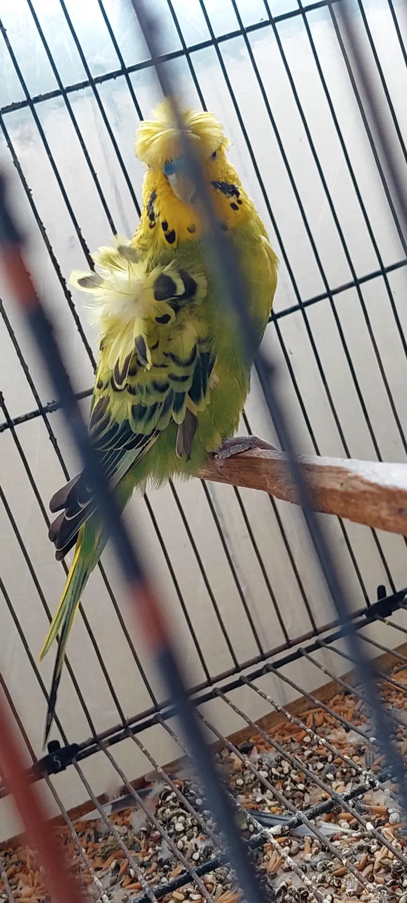 Roza burqi/pineapple male/cocktail/Hogo pairs/hgh red conure — photo 7