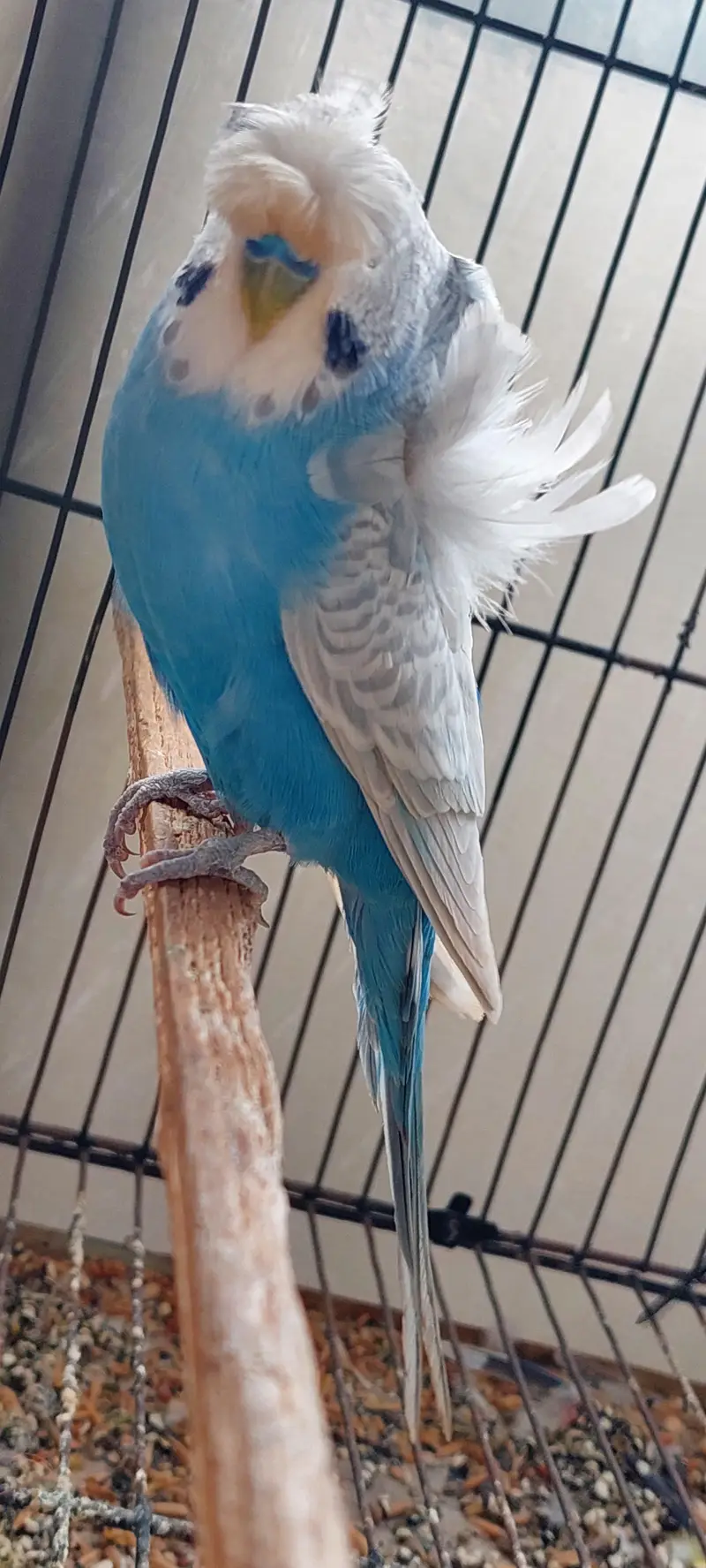 Roza burqi/pineapple male/cocktail/Hogo pairs/hgh red conure — photo 8