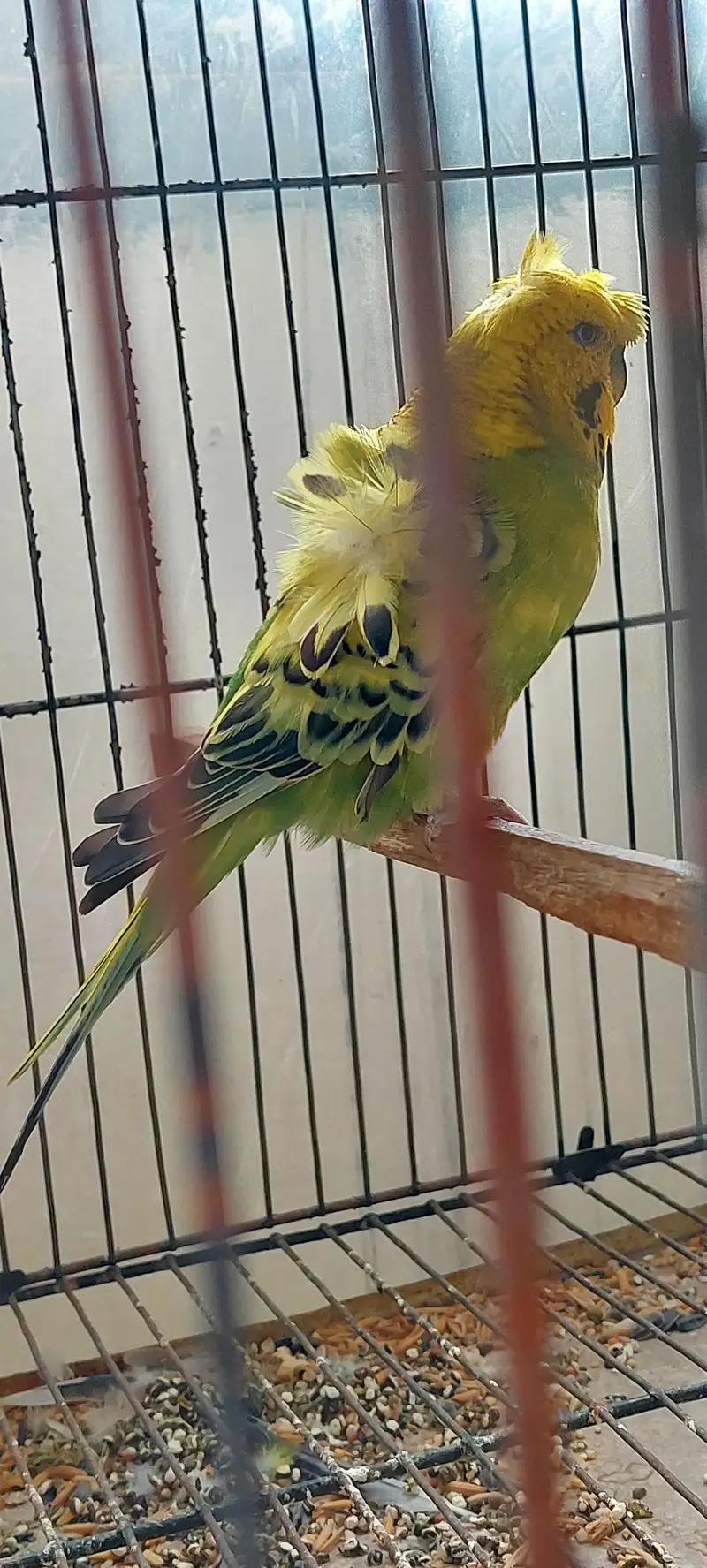 Roza burqi/pineapple male/cocktail/Hogo pairs/hgh red conure — photo 9