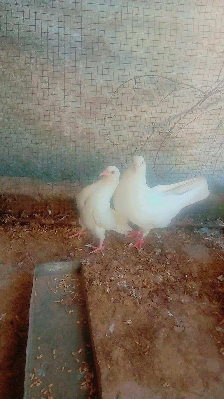 king piegons 0