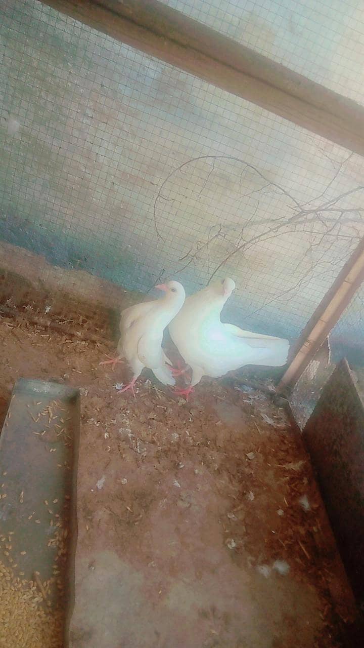 king piegons 1