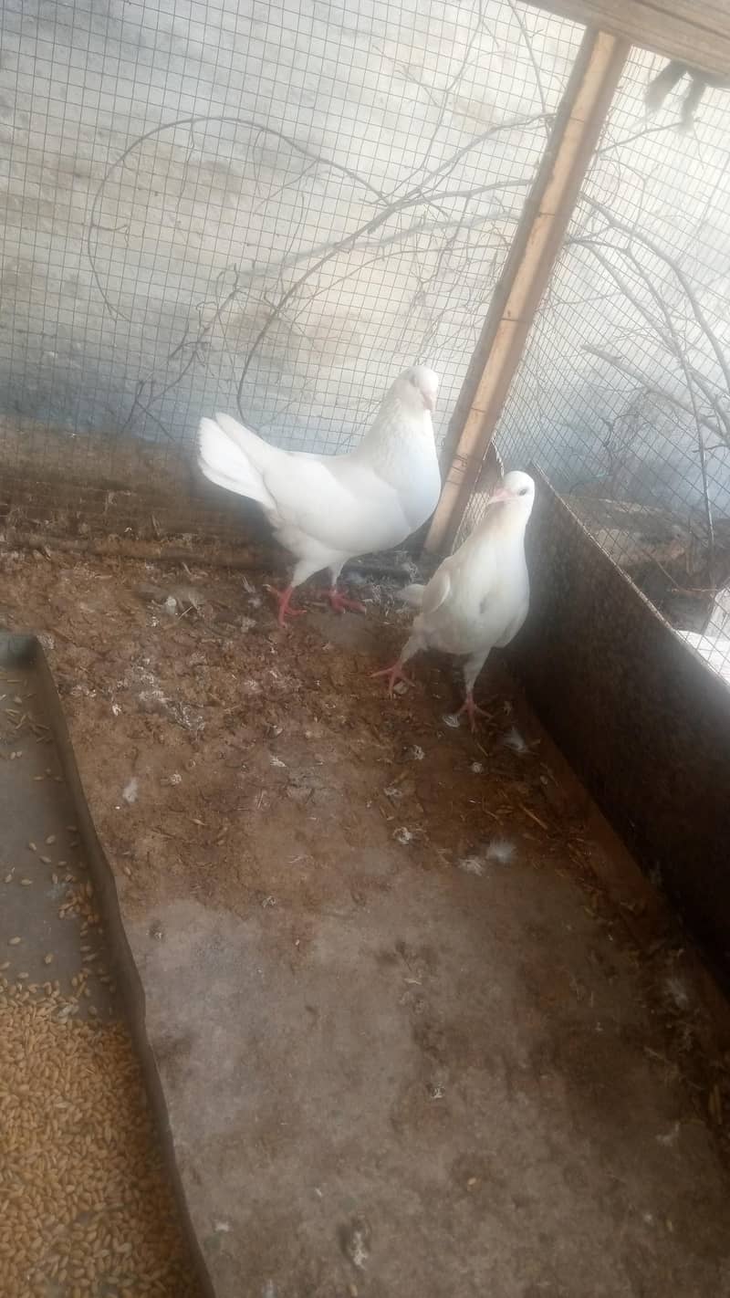king piegons 2