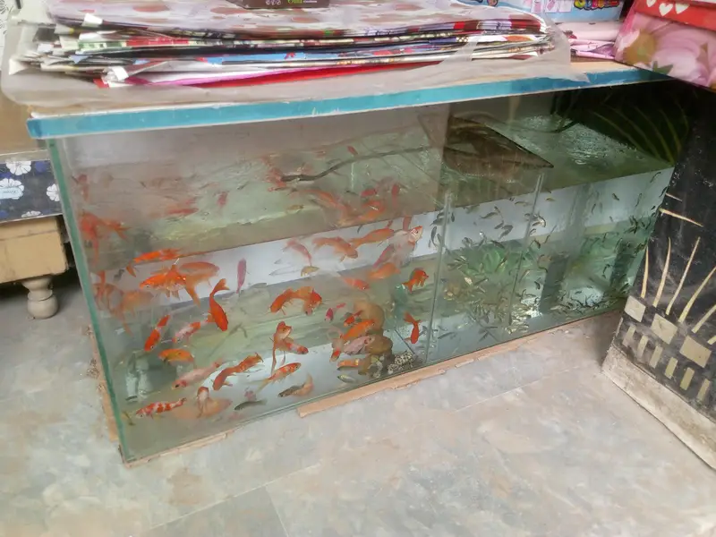 3ft Fish aquarium