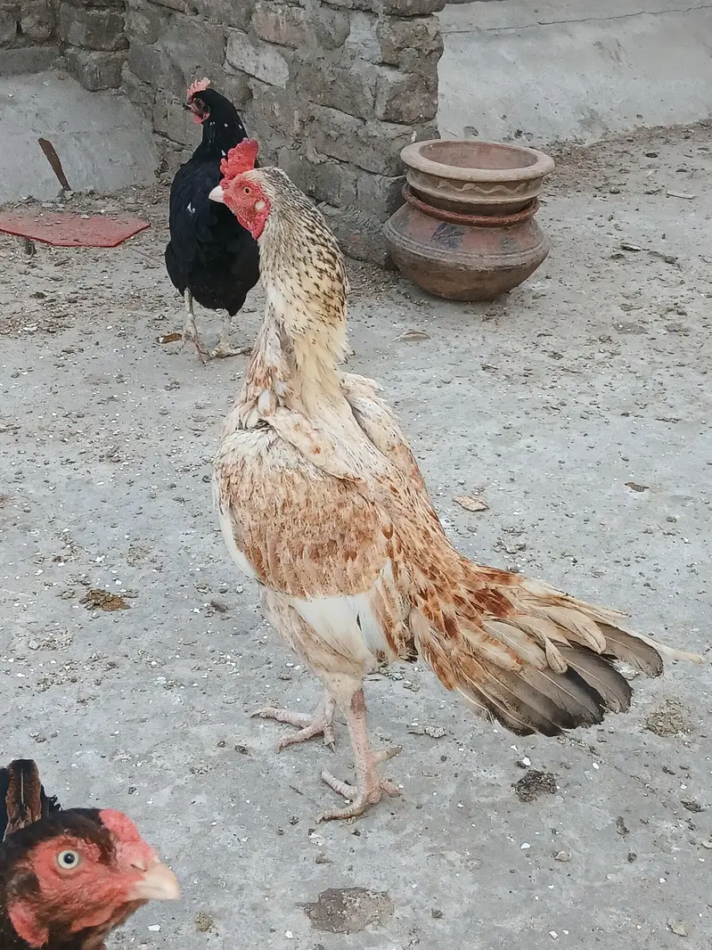 2 aseel murgha for sale — photo 2