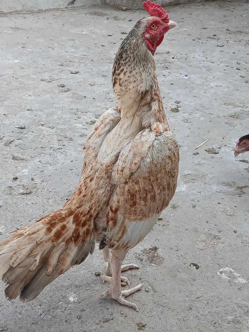 2 aseel murgha for sale — photo 3
