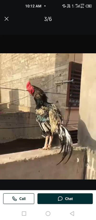 high quality male and female