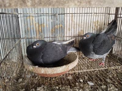Fancy Pigeons