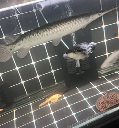 Semi platinum gar