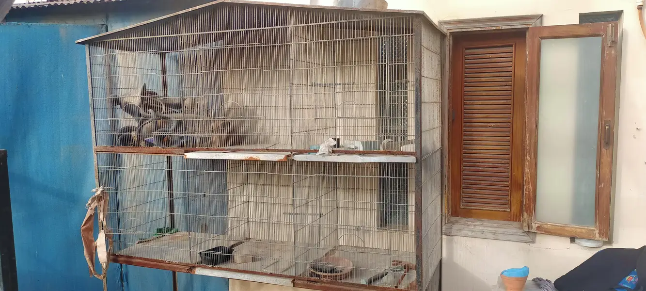 parrots cage