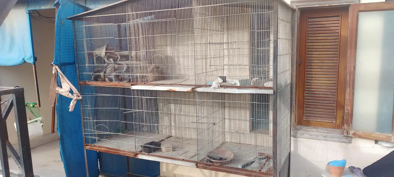 parrots cage — photo 4