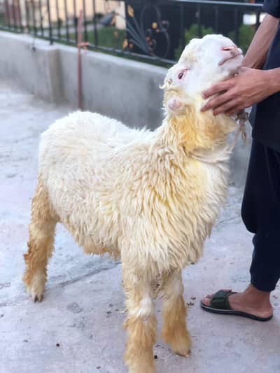 white Nukhray Jori Mundra Chatray