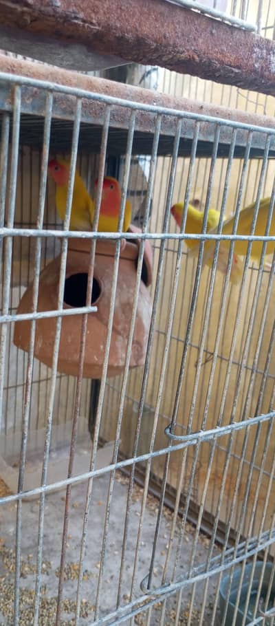 Lotino Love Birds / Finches