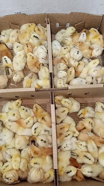 day old chicks available