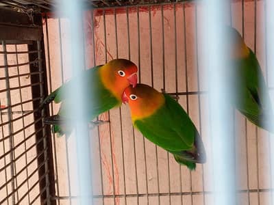 Fisher and albino for sale