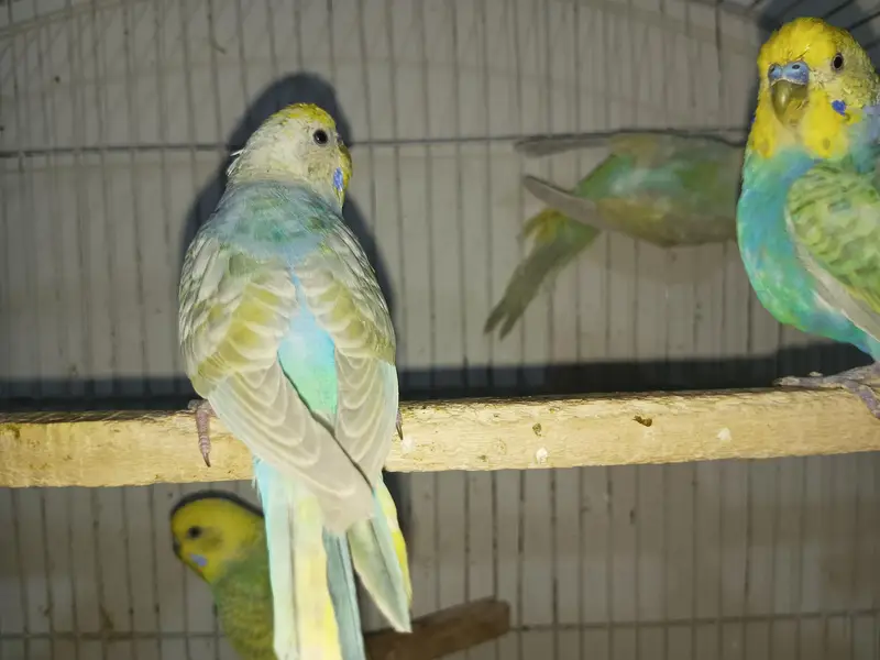 Rainbow Budgies For Sale