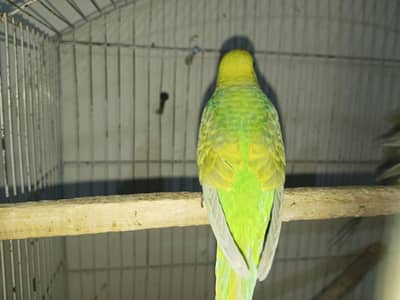 Rainbow Budgies For Sale