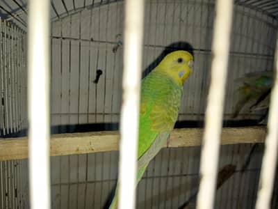 Rainbow Budgies For Sale
