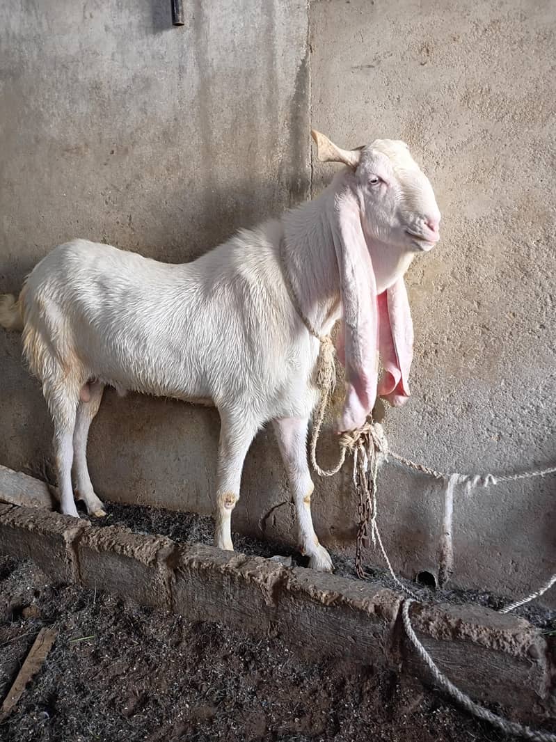 4 Gulabi Bakray For Sale | Bakra | Goat | Qurbani | - Goats - 1113274629