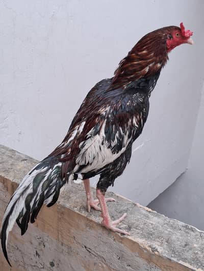 Aseel Murgay
