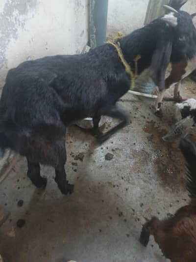 (Read description) Male goat / Donda Bakra qurbani