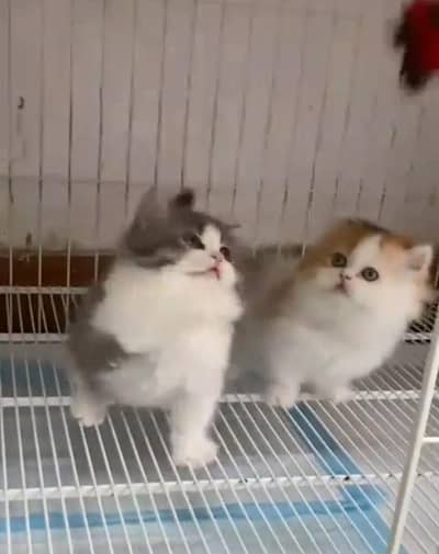 Persian cat triple cod for sale,my WhatsApp 03265565734