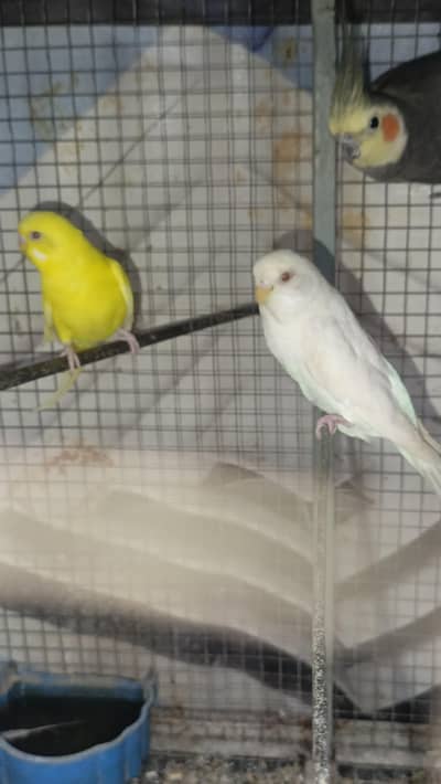 Australian Parrot Breeded Pair Red Eye For Sale