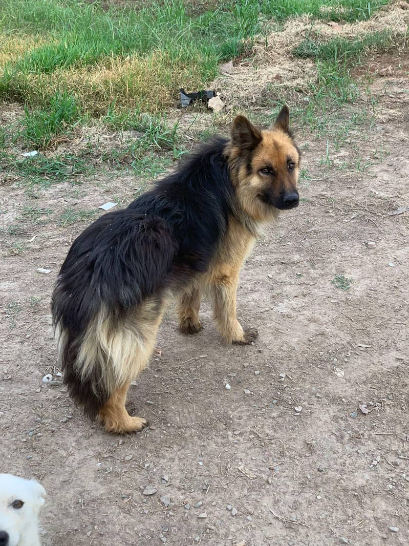 German Shepherd 0